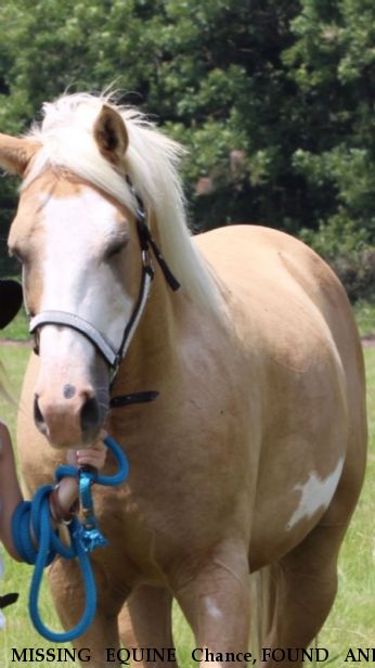 MISSING EQUINE Chance, FOUND AND HOME! Near North little rock, AR, 72117